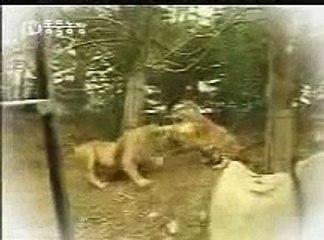 aslan ve kaplan kavgası