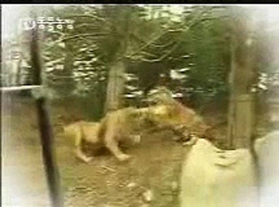 aslan ve kaplan kavgası