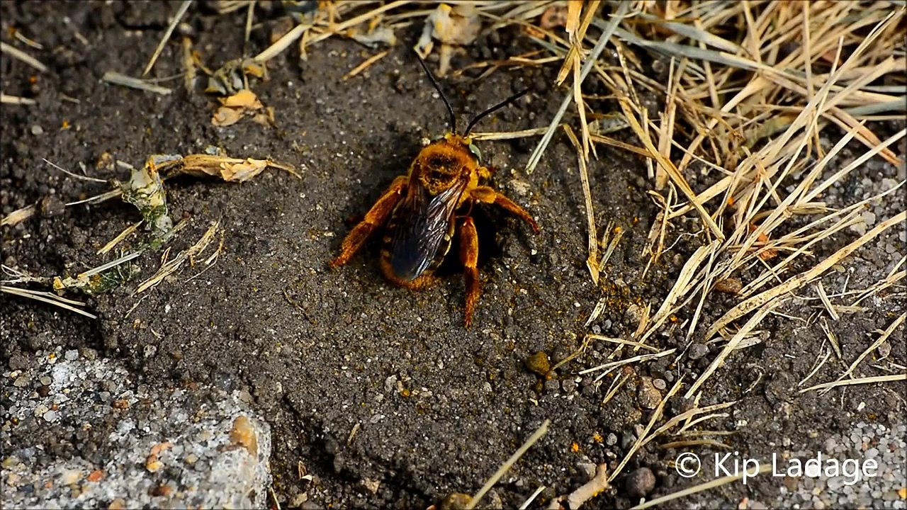 Ground Bees © Kip Ladage