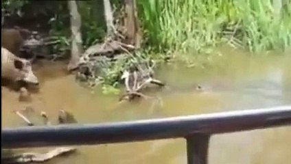 Dangerous Alligator Encounter with Pork