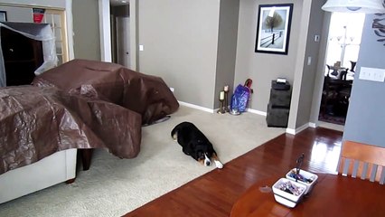 Greater Swiss Mountain Dog Enters Blizzard