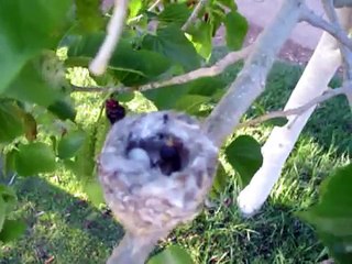 Humming bird nest April 3 2007 #3