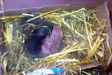New born rabbits and their mums