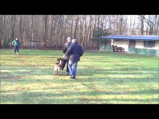 Knpv Training Sting  Dik Smid