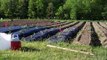 Garden Update: Planting Cucumbers