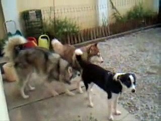 Die Bande mit Freunde - was sind schon 10 Hunde