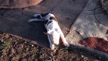Ajax the Paralyzed Puppy Crawling Around in Yard #7