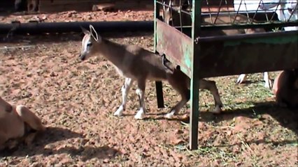 نتاجات محمية راعي الحلال سنة 1434 هجري