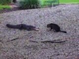 Un chat griffe un crocodile, apeuré le reptile prend la fuite