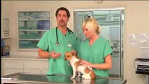 Brushing Dog Teeth   Pet Shots Affordable Animal Clinic Jacksonville Beach Fl  32250 2
