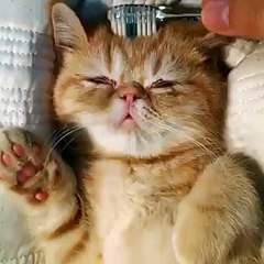 Combing a CAT's head
