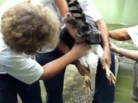 Conservation off the Harpy Eagle Harpia harpyja Crax Brasil by Harry Geurts all rights reserved 2004 2009