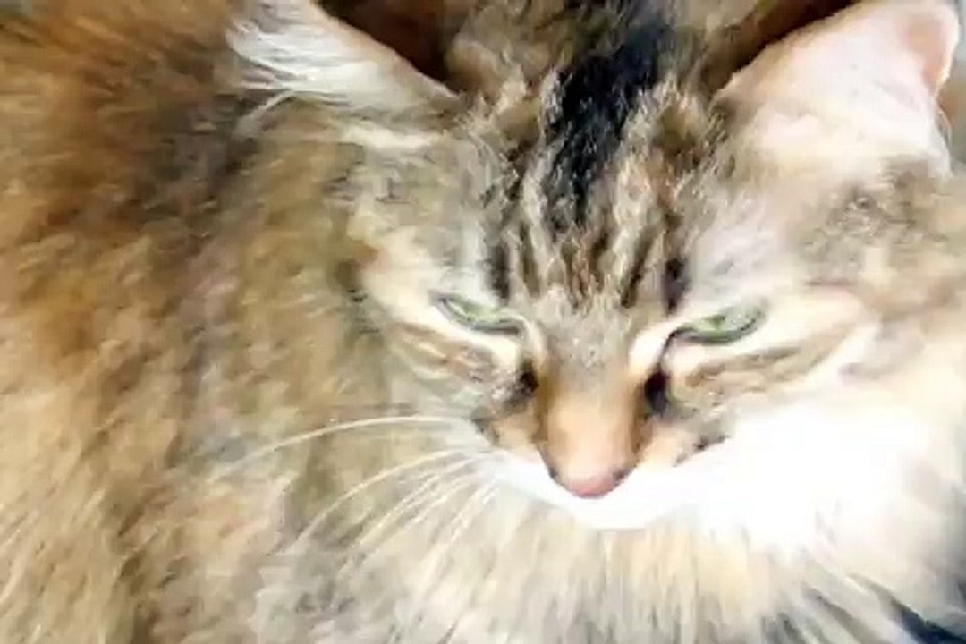 praying cats