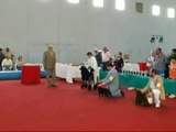 Exposición Canina en Mar del Plata