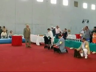 Exposición Canina en Mar del Plata