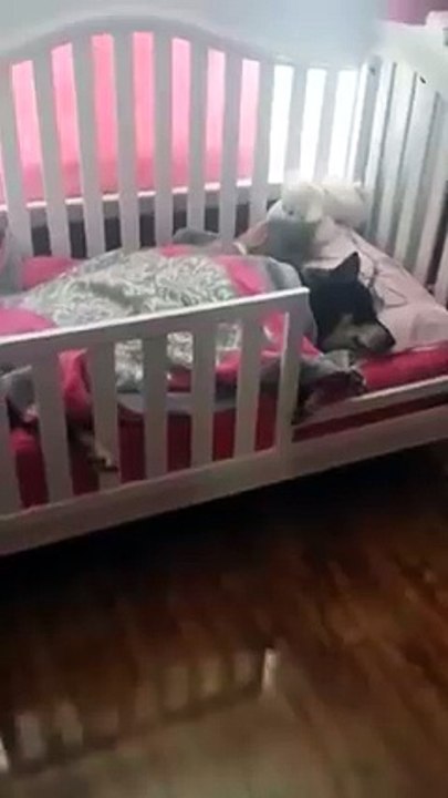 Find the Dog after Looking Everywhere