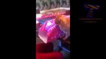 Cats just don t like Christmas   Funny cat compilation
