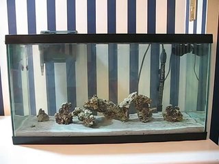 20 Gallon Saltwater Aquarium Startup [Update 1]