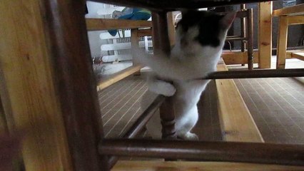 chat qui joue avec une baguette