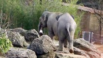 The Ice Breakers - Asian Elephants eating ice - Die Eisbrecher - Asiatische Elefanten essen Eis