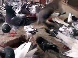 Ustad Kabootar Baaz Junaid Pomi Naag Taddi Pigeon VIDEO-00141