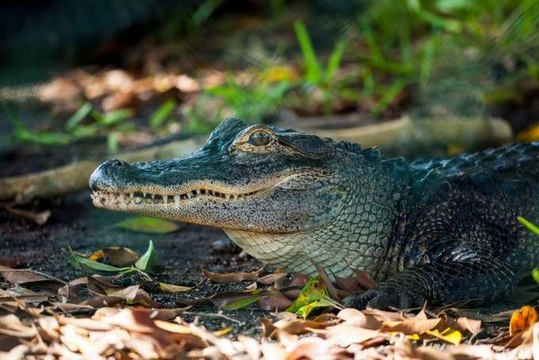 Un alligator se bat contre une voiture - ZAPPING ACTU HEBDO BEST-OF DU 08/08/2015
