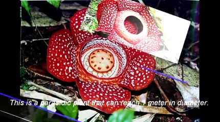 Top 5 Bizarre And Truly Scary Plants You Never Knew Existed