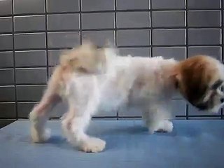 ペットショップCoo＆RIKU　№249827MIX