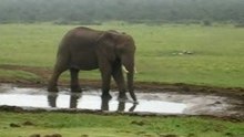 Elefant drinking