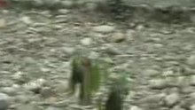 Ballade avec les singes