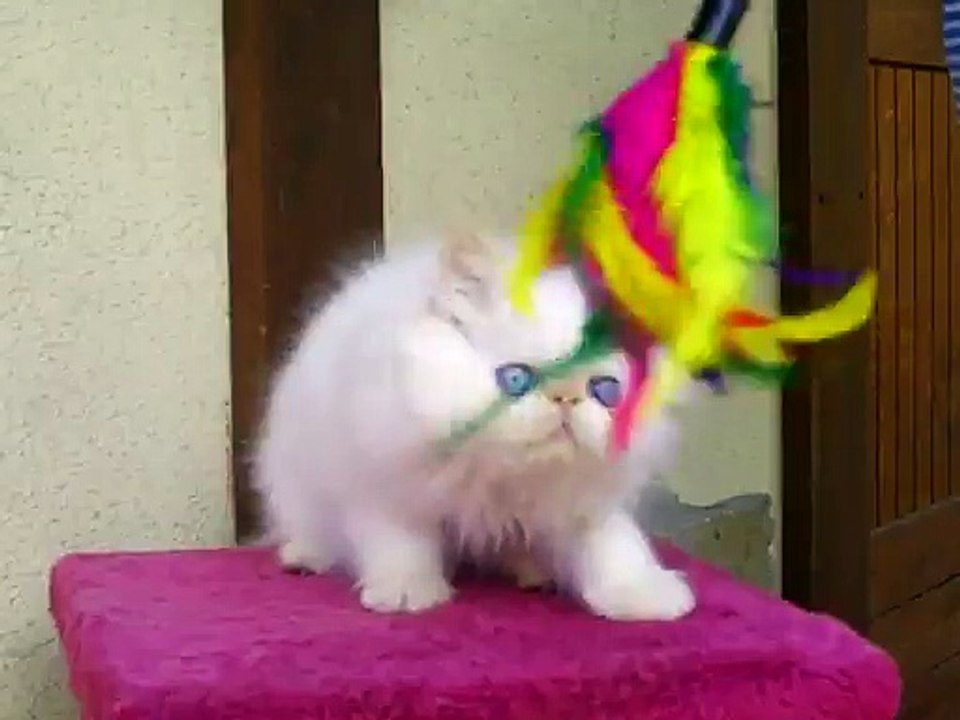 LE PETIT PRINCE  red tabby point 2,5 mois