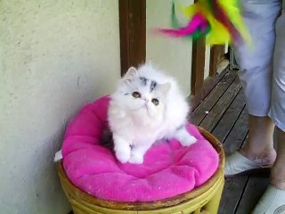 LILY MARLENE   femelle black tortie silver macq tabby arlequine  4 mois