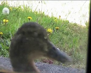 Mallard duck sleeping on windowsill