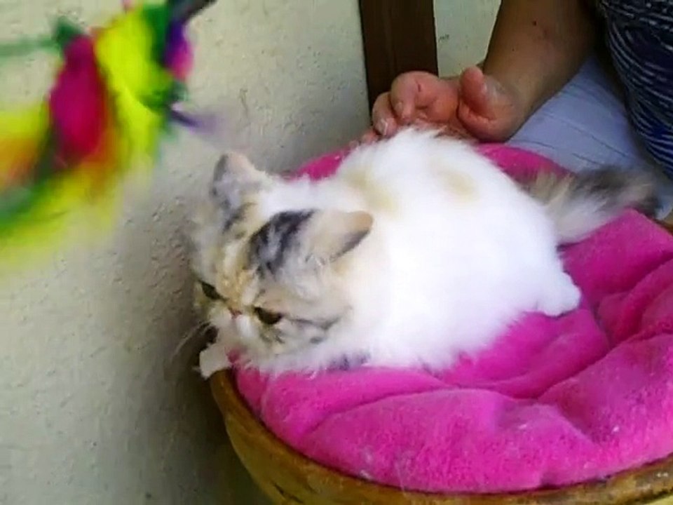 LOLLIPOP  femelle black tortie silver macq tabby arlequine  4 mois