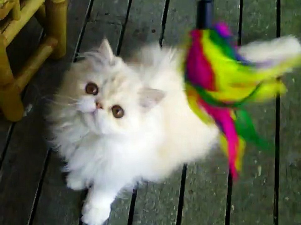 LUNE DE MIEL  4 mois   red caméo et blanc  pcp