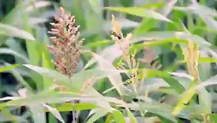 Awsome Video On Multan City