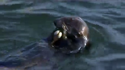 Sea Otter Using a Tool to Open Clams