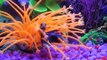 Beautiful Artificial Coral Reef 5 Gallon Betta Fish Tank