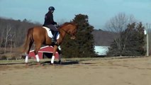 SOLD- Levino - 2nd level dressage horse for sale