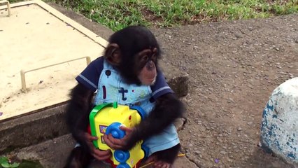 Baby Chimp doesnt want to share his toy