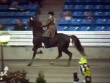 Park Performance Tennessee Walking Horse For Sale - 11-2014