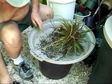 Bromeliads How to re-pot dyckia's type 1