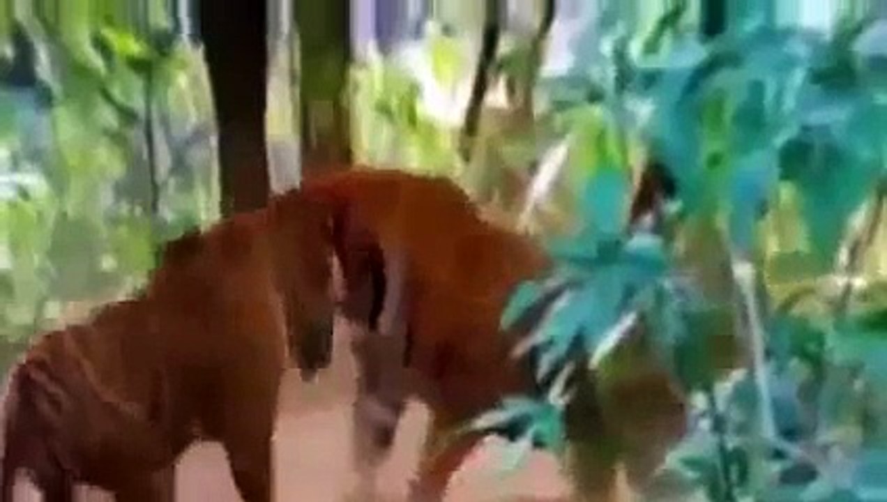 Animal Planet Channel 2015 | Wild Life Documentary | Wildlife Documentary National Geograp