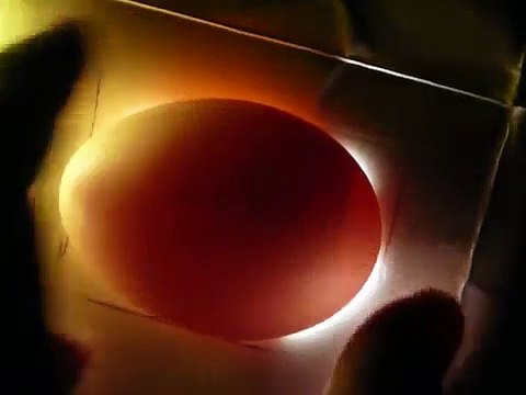 Schieren von Hühnereiern - Candling Chicken eggs (day 7)