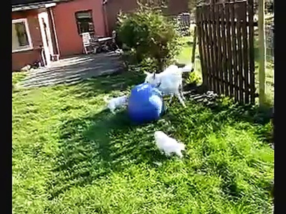 Welpen Weißer Schweizer Schäferhund - Welpe AC Schäferhunde