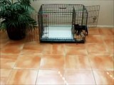 How To Potty Train A Miniature Schnauzer Puppy - House Training Miniature Schnauzer Puppies