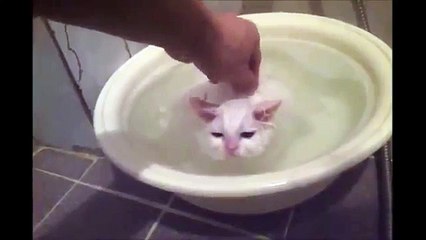 Kitten Refuses to Leave Warm Bath!