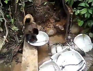 Même les singes savent faire la vaisselle... Vous n'avez plus d'excuses messieurs !