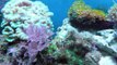 20 Gallon Reef Aquarium