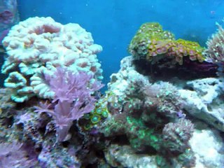 20 Gallon Reef Aquarium